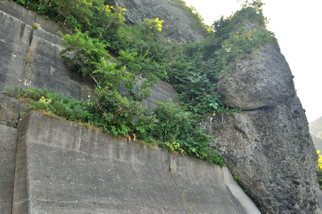 ファイル:20130819142910DSC 0214.jpg