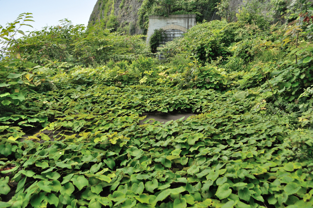 ファイル:20130819105152DSC 0004.jpg